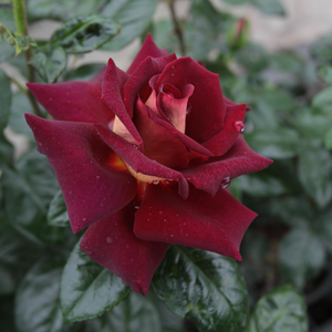 Темно-розовая с малиновым оттенком - Роза флорибунда 